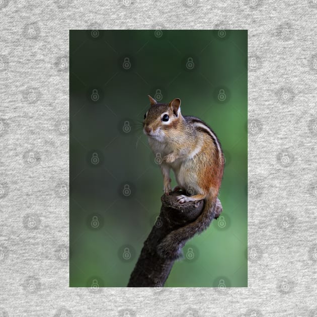 Poser - Chipmunk by Jim Cumming